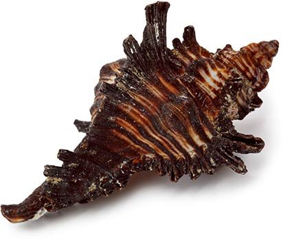 Sea Shell