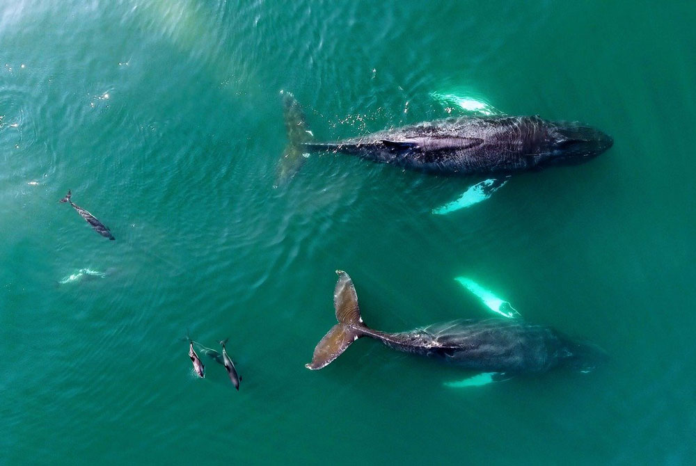 WHALE WATCHING FROM DIGBY NECK