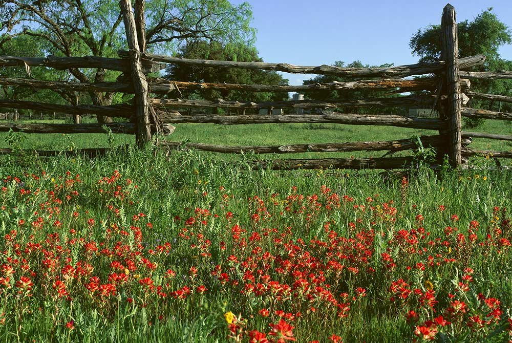 Field of flowers by wood fence