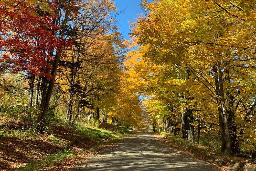 Autumn Foliage