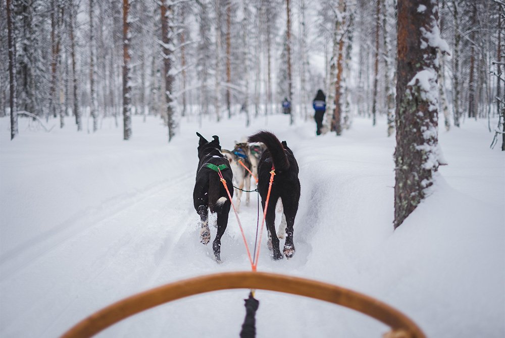 dogsledding