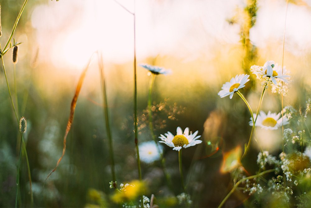 spring flowers in field