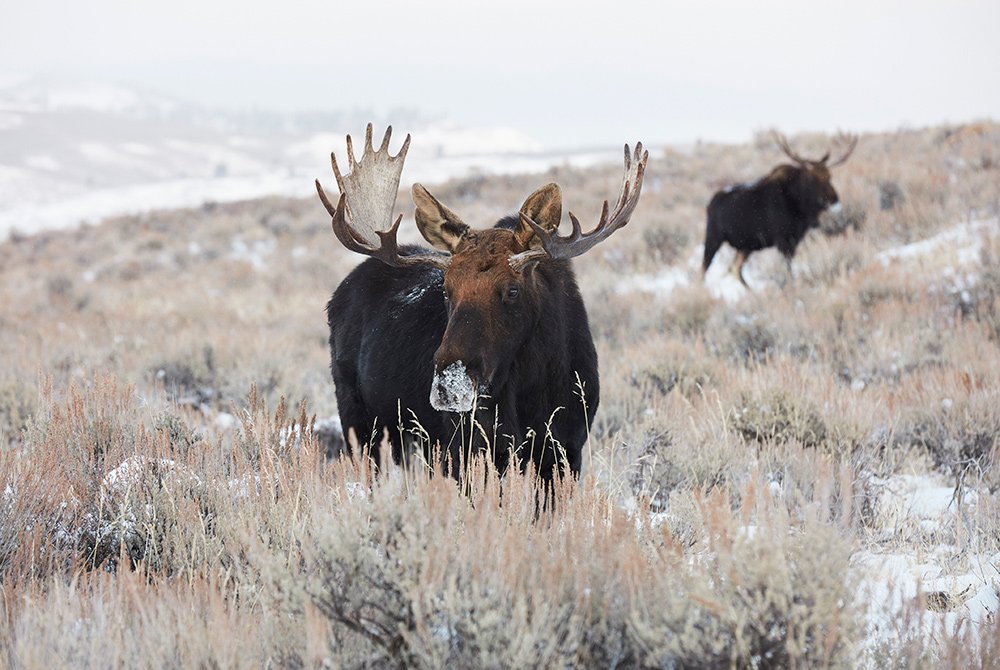 Two moose standing in snowy field