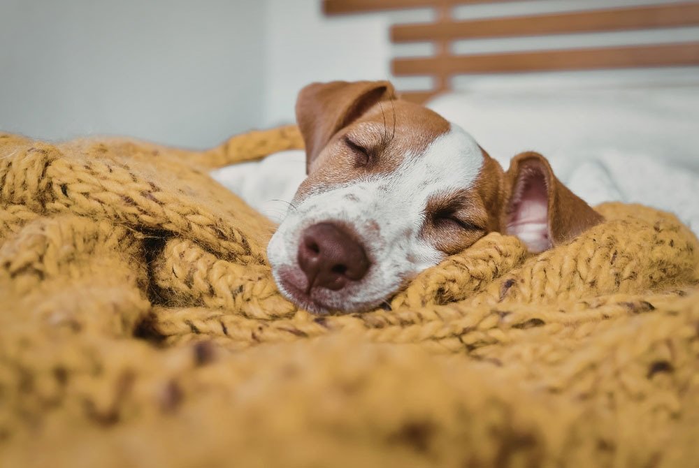 Sleeping Dog