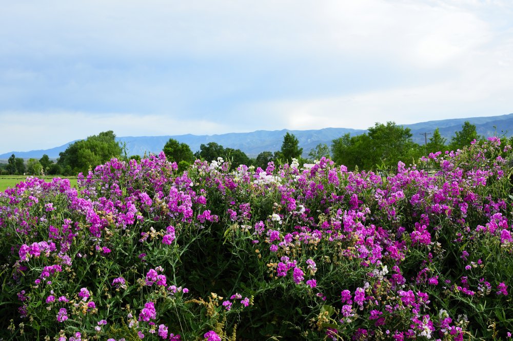 Colorado Flowers