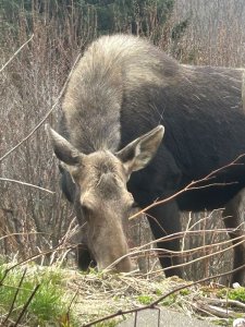 Moose