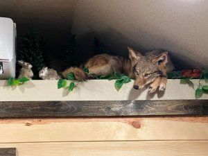 A taxidermy coyote 