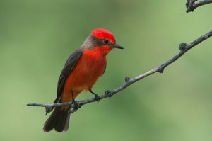 A red bird