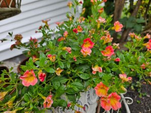 Flower Box