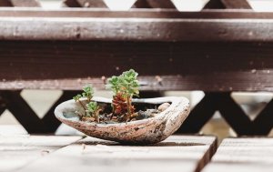 A seashell being used as a pot