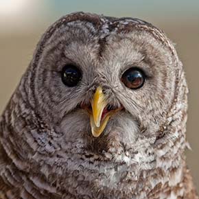 Owl at Wildhaven Ranch in Cedar Glen, California