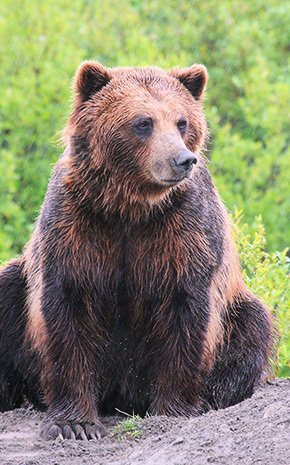 Bear Viewing