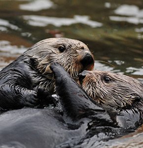 Sea Otters