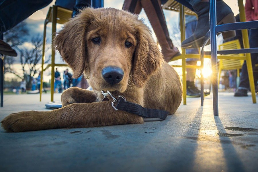 A golden retriever puppy lying on the ground, looking directly at the camera, with people and chairs in the background and a sunset casting soft light.