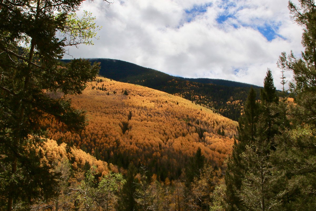 Santa Fe mountain forest