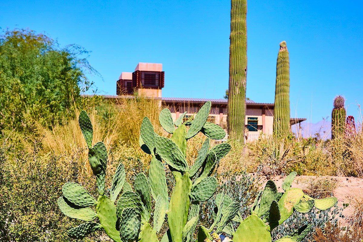 A lush desert landscape featuring various cacti, including a prominent prickly pear in the foreground, with a modern building partially visible in the background against a clear blue sky.