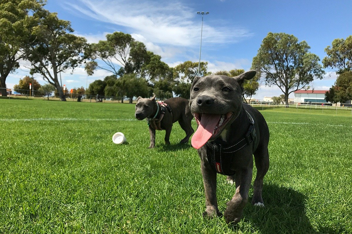 Two playful dogs, both with gray fur, are on a grassy field under a blue sky with scattered clouds. One dog is happily panting and standing in the foreground, while the other is slightly blurred in the background. A white cup lies on the ground nearby.