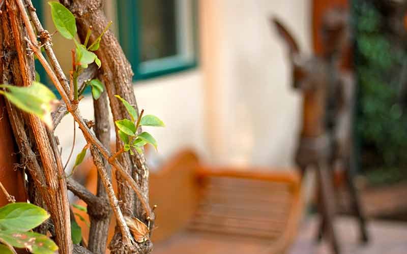 An outdoor porch viewed through vines