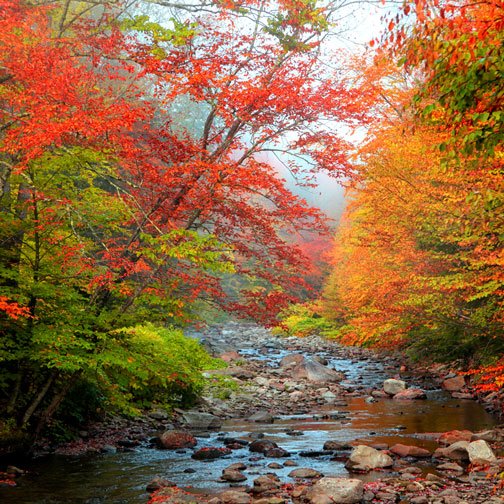 Michigan creek in the Fall