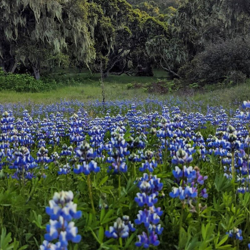 Wildflower Season
