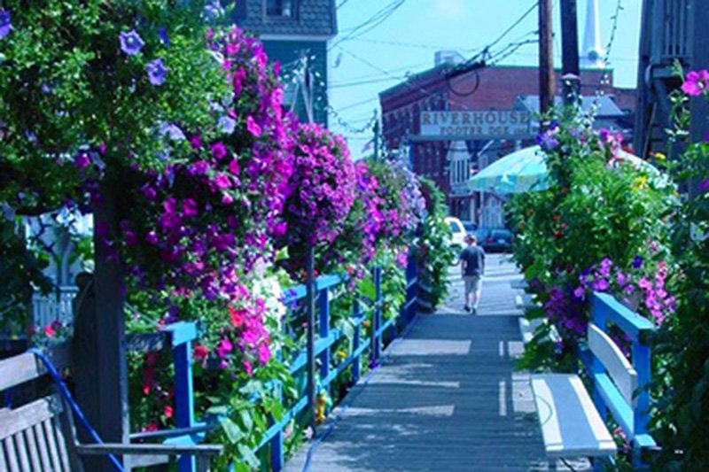 Flowers along wood walkway