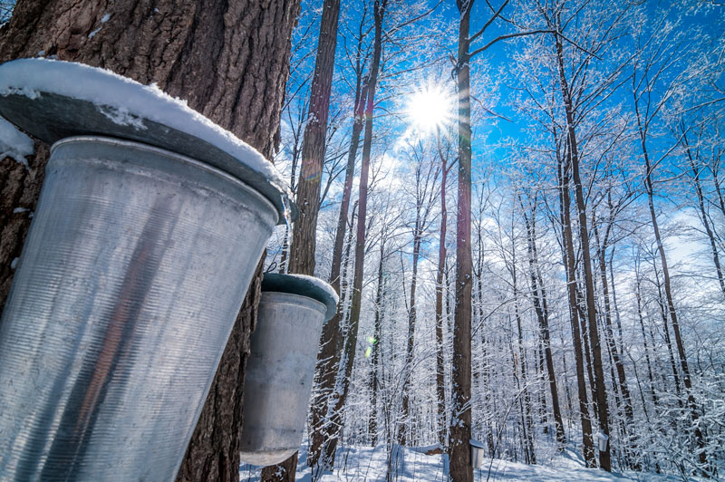 Maple Syrup Sap collection bucket in a forest