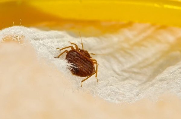 Adult Bed Bug