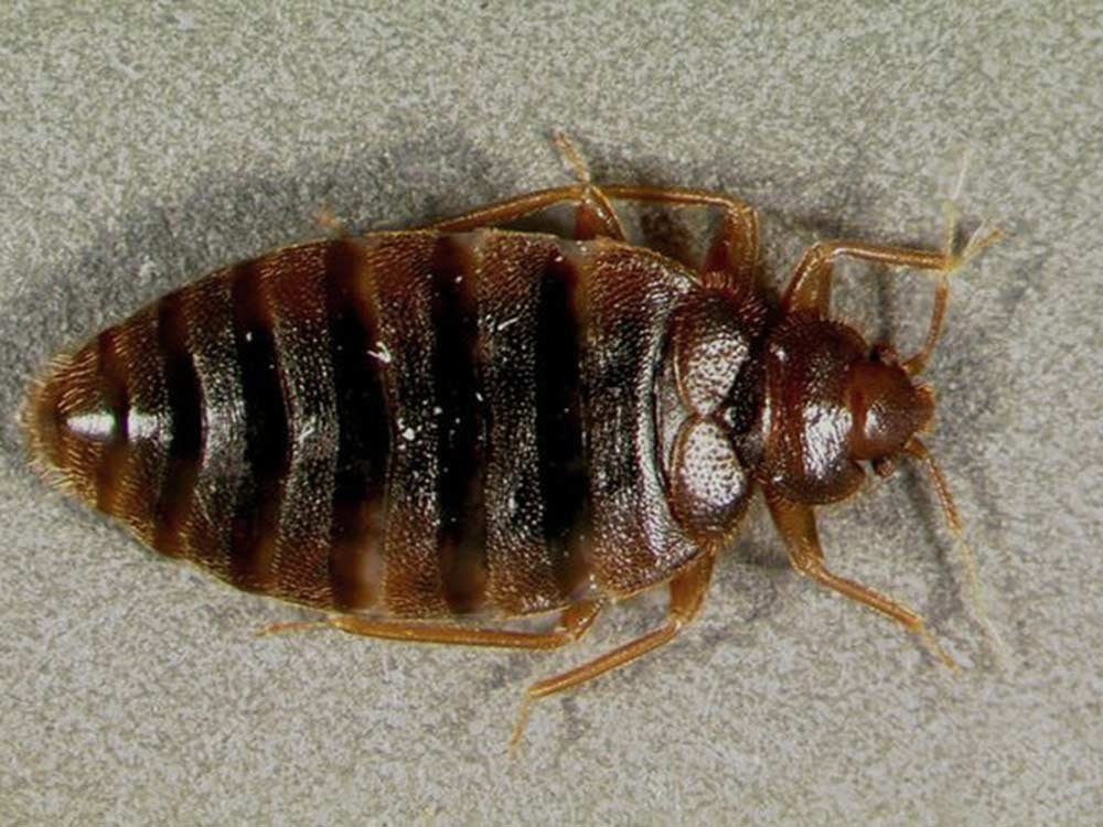 New York Bed Bug Inspection